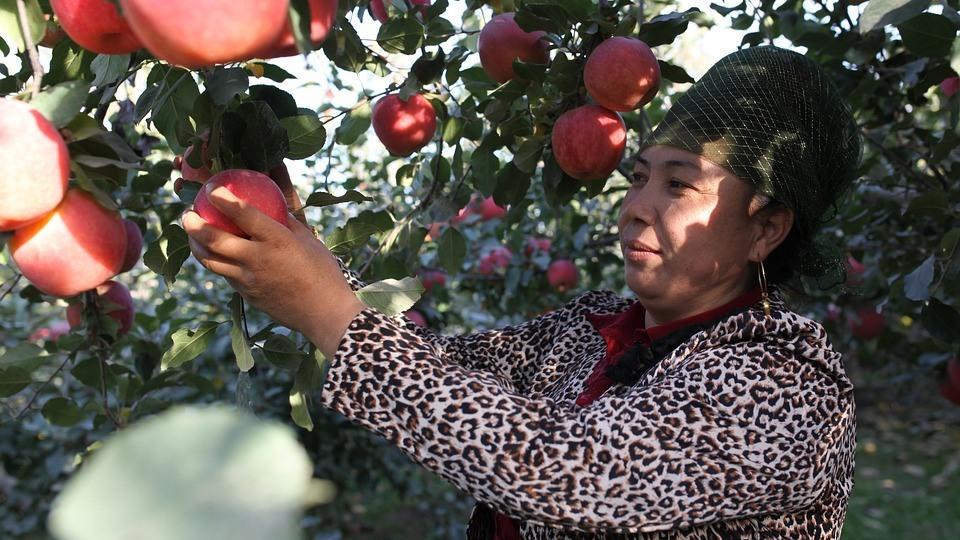 Kazakhstan Lifts Import Ban on Chinese Fruit Produce Report